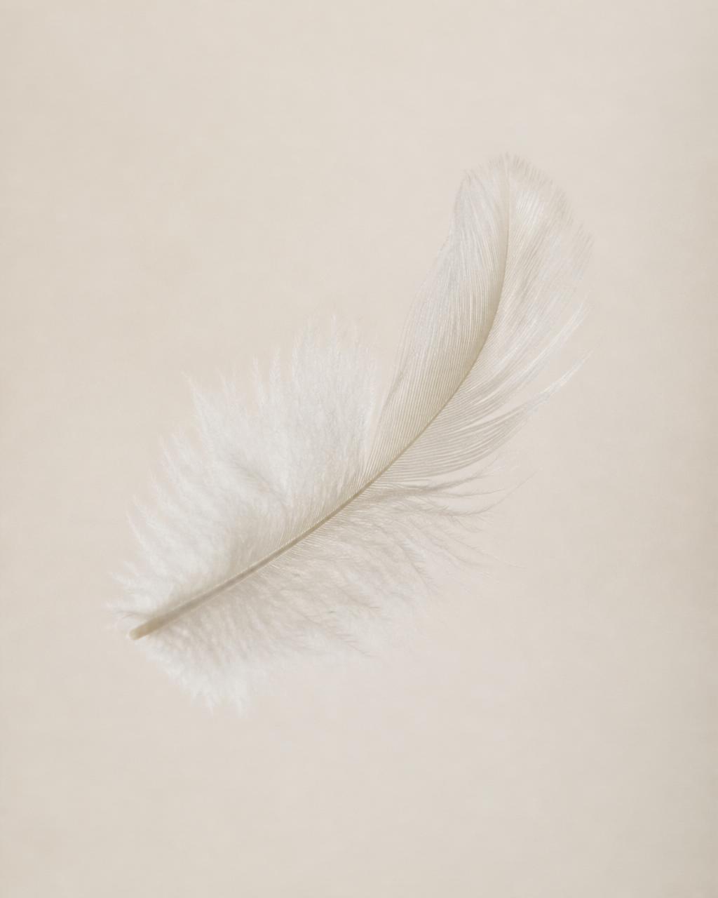 A single white feather resting softly